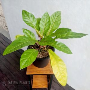 Anthurium Hookeri Variegated #2