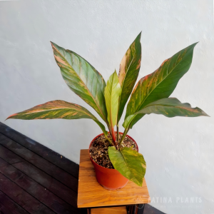 Anthurium Hookeri Variegated #3