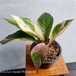 Anthurium Hookeri Pink Variegated #1