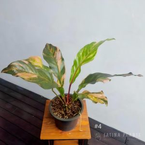 Anthurium Hookeri Variegated #4