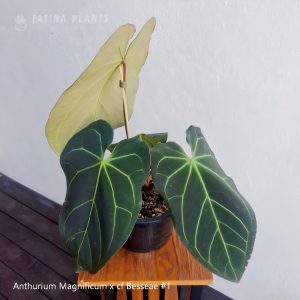 Anthurium Magnificum x cf Besseae #1