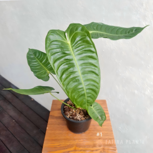 Anthurium Veitchii King #1
