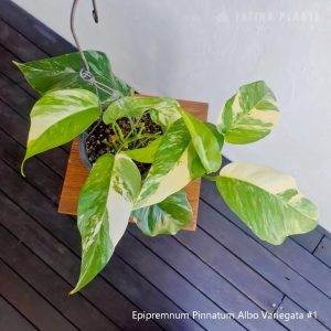 epipremnum-pinnatum-albo-variegata-1
