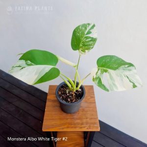 Monstera Albo White Tiger #2