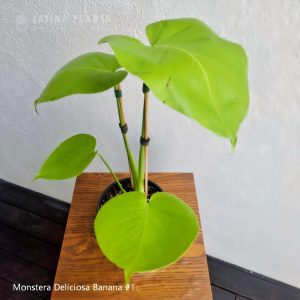 monstera-deliciosa-banana-1