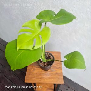 monstera-deliciosa-banana-2