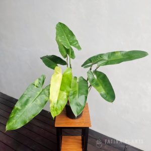 Philodendron Jose Bueno #1