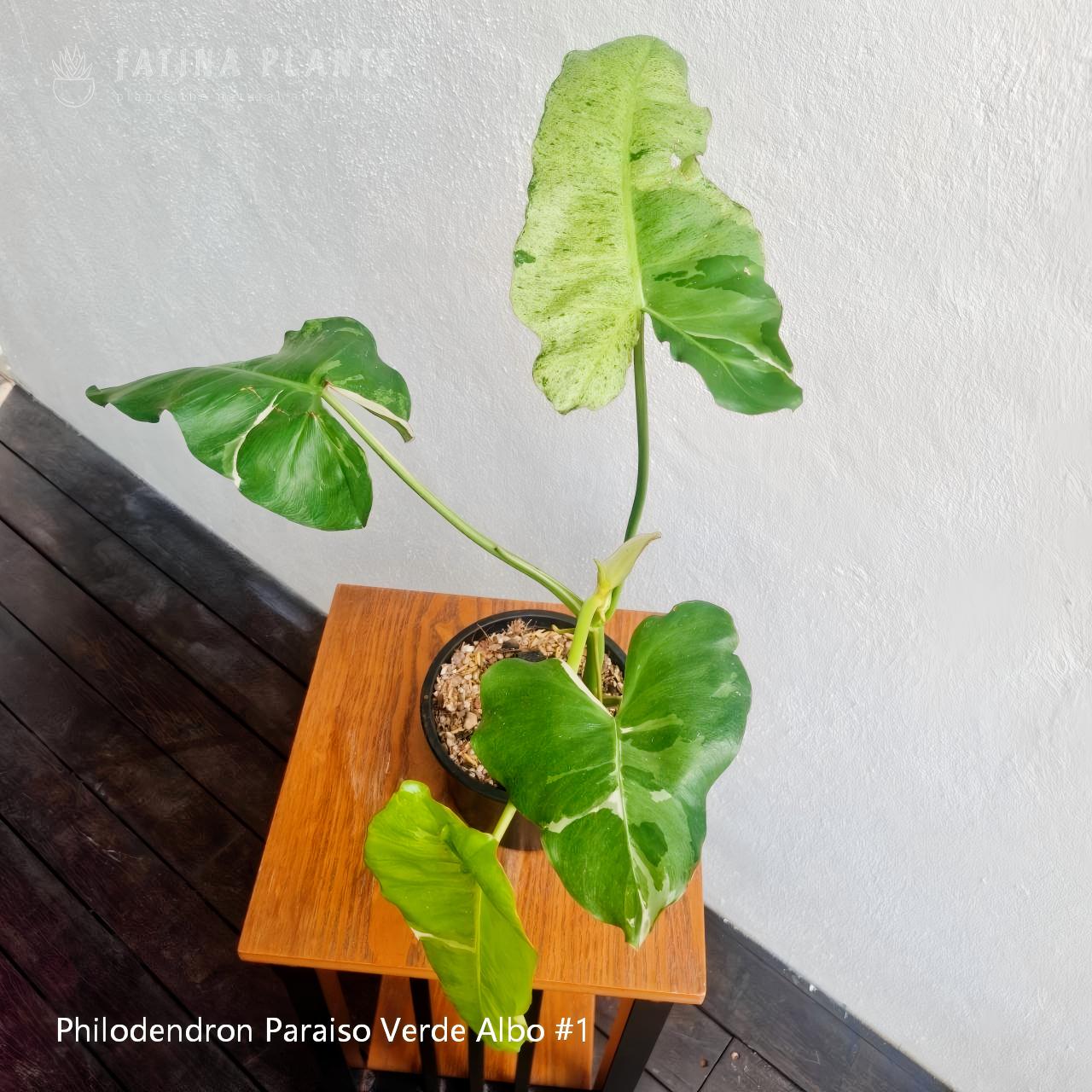 Philodendron Paraiso Verde Albo #1 - Image 2