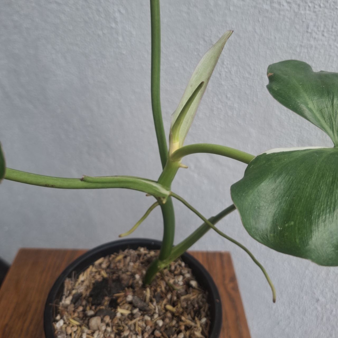 Philodendron Paraiso Verde Albo #1 - Image 3