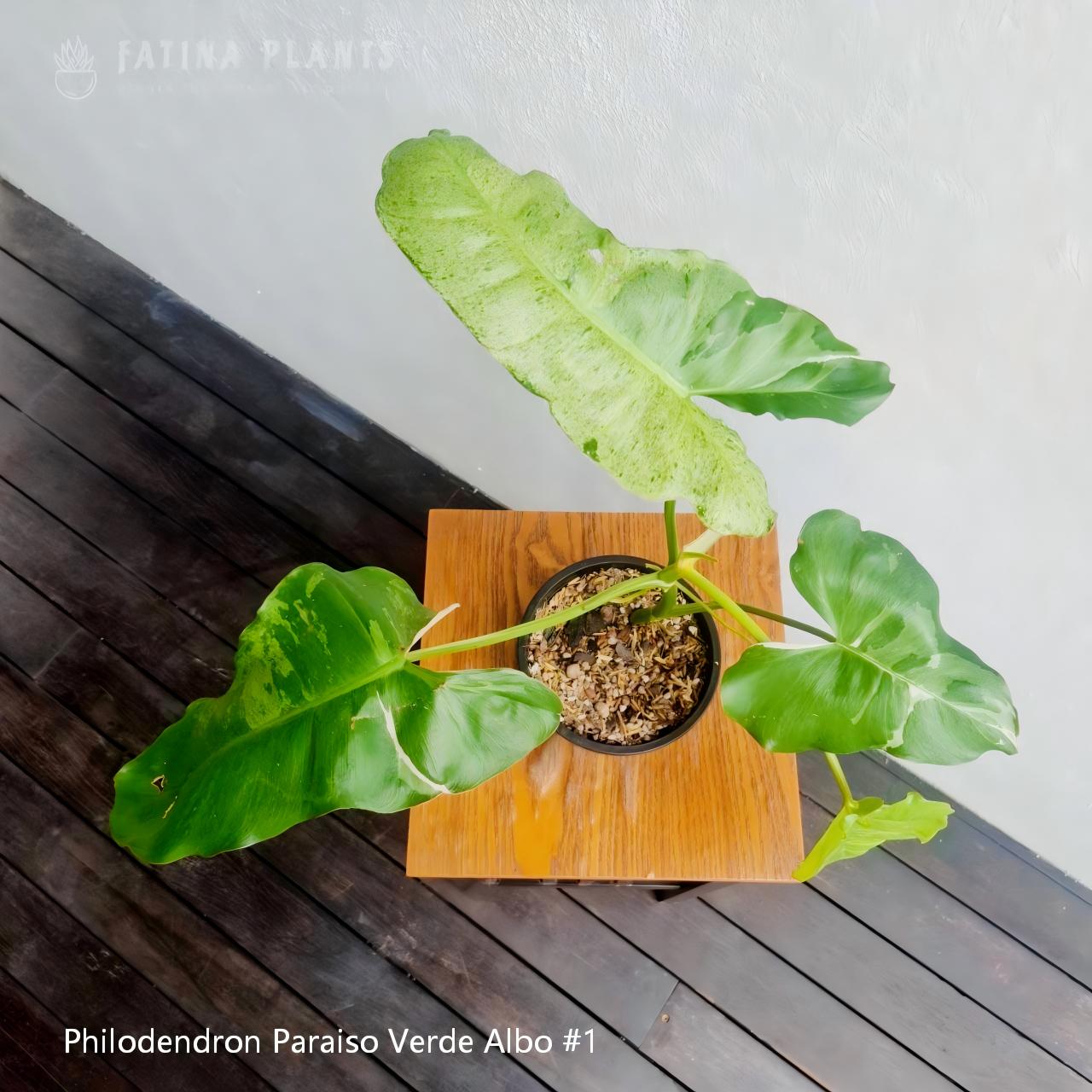 Philodendron Paraiso Verde Albo #1