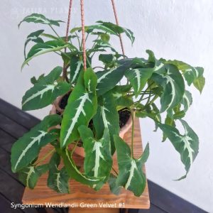 syngonium-wendlandii-green-velvet-1