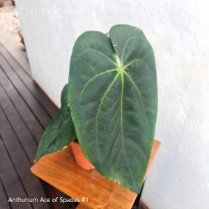 Anthurium Ace of Spades #1