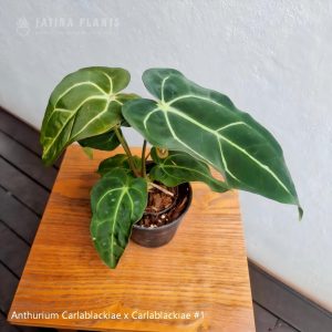 Anthurium Carlablackiae x Carlablackiae #1