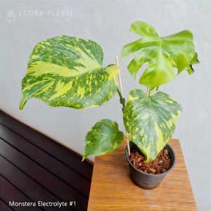 Monstera Electrolyte #1