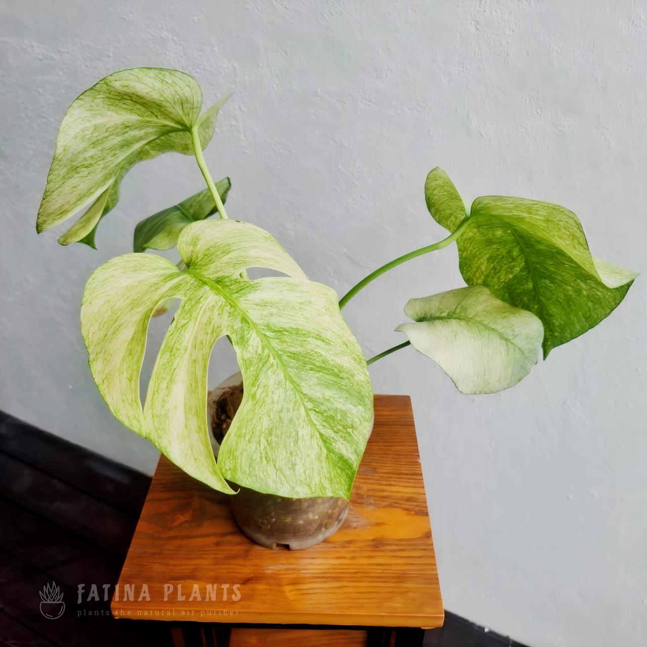 Monstera Full Mint Variegated #1