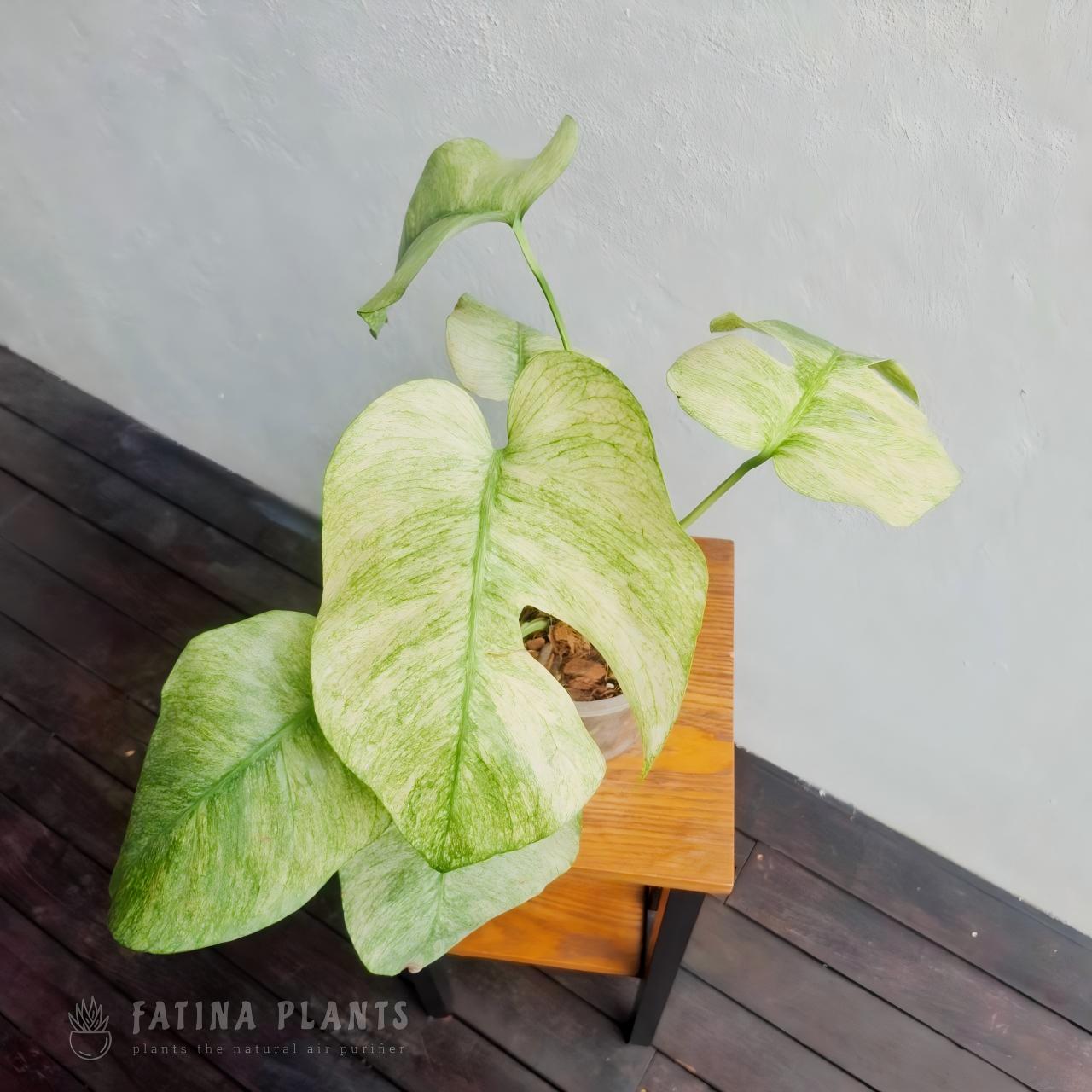 Monstera Full Mint Variegated #1 - Image 2