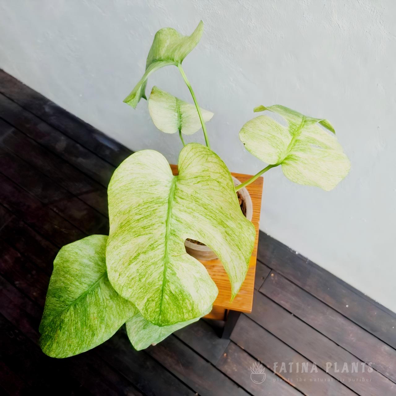 Monstera Full Mint Variegated #1 - Image 3