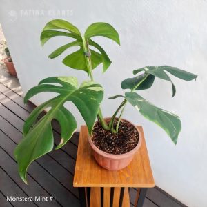 Monstera Mint #1