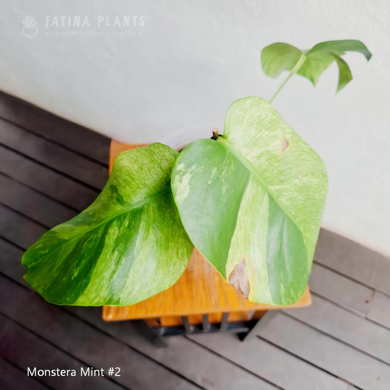 Monstera Mint #2