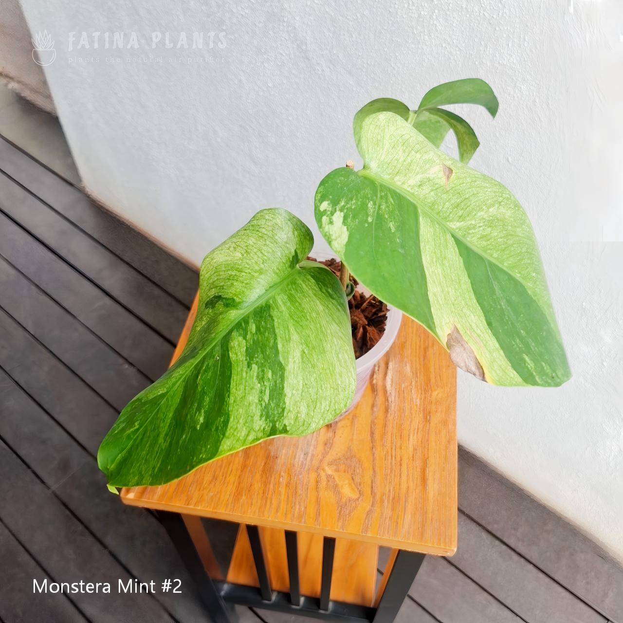 Monstera Mint #2 - Image 2