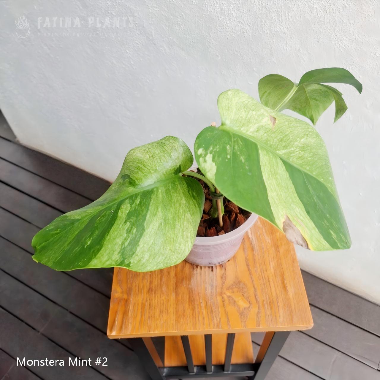 Monstera Mint #2 - Image 3