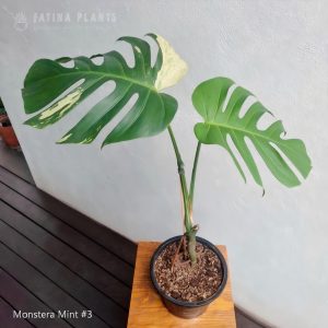Monstera Mint #3