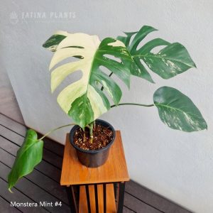 Monstera Mint #4