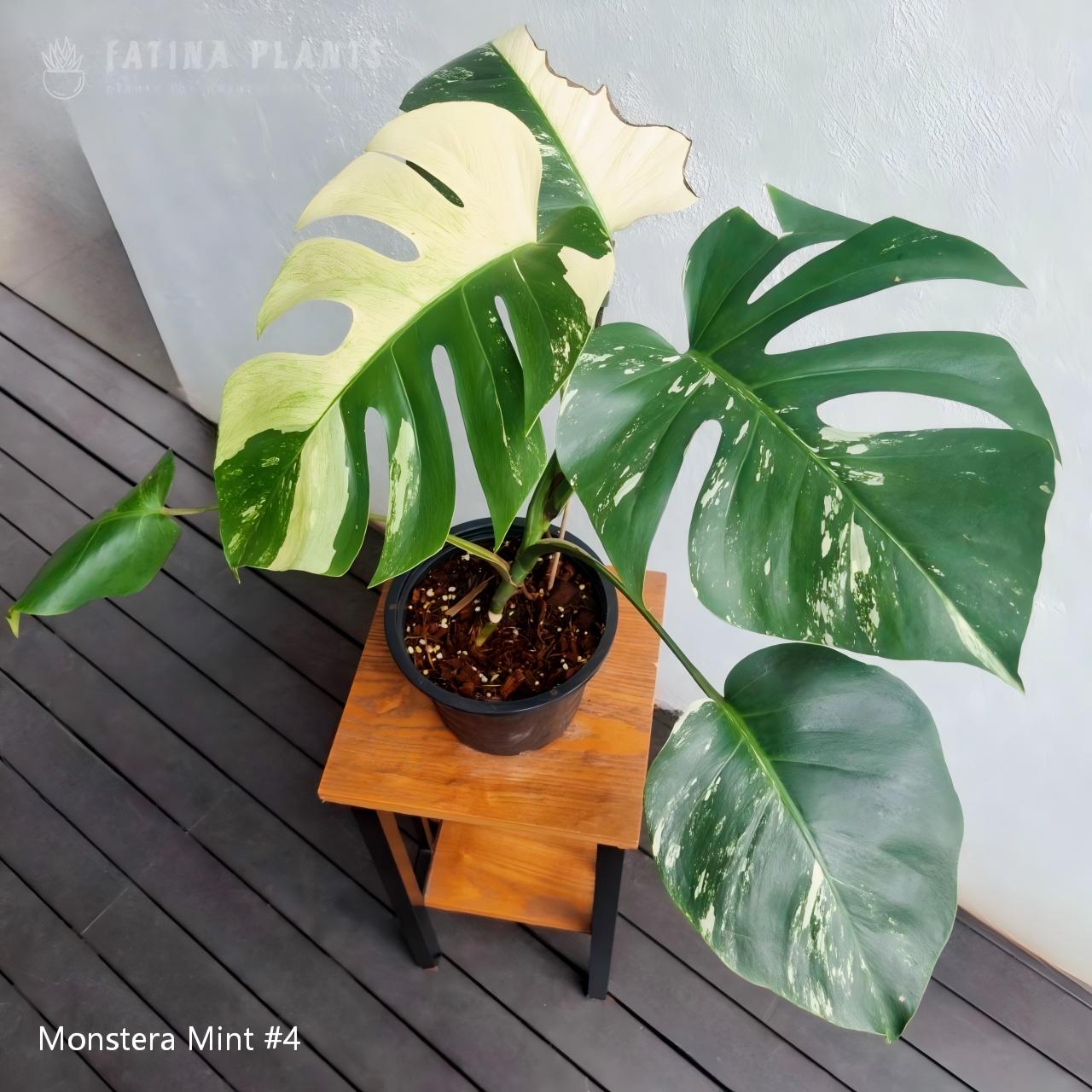Monstera Mint #4 - Image 3