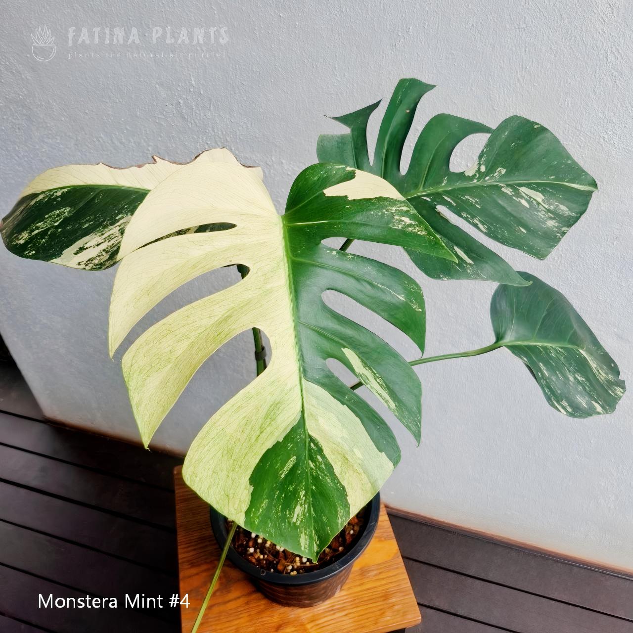Monstera Mint #4 - Image 4