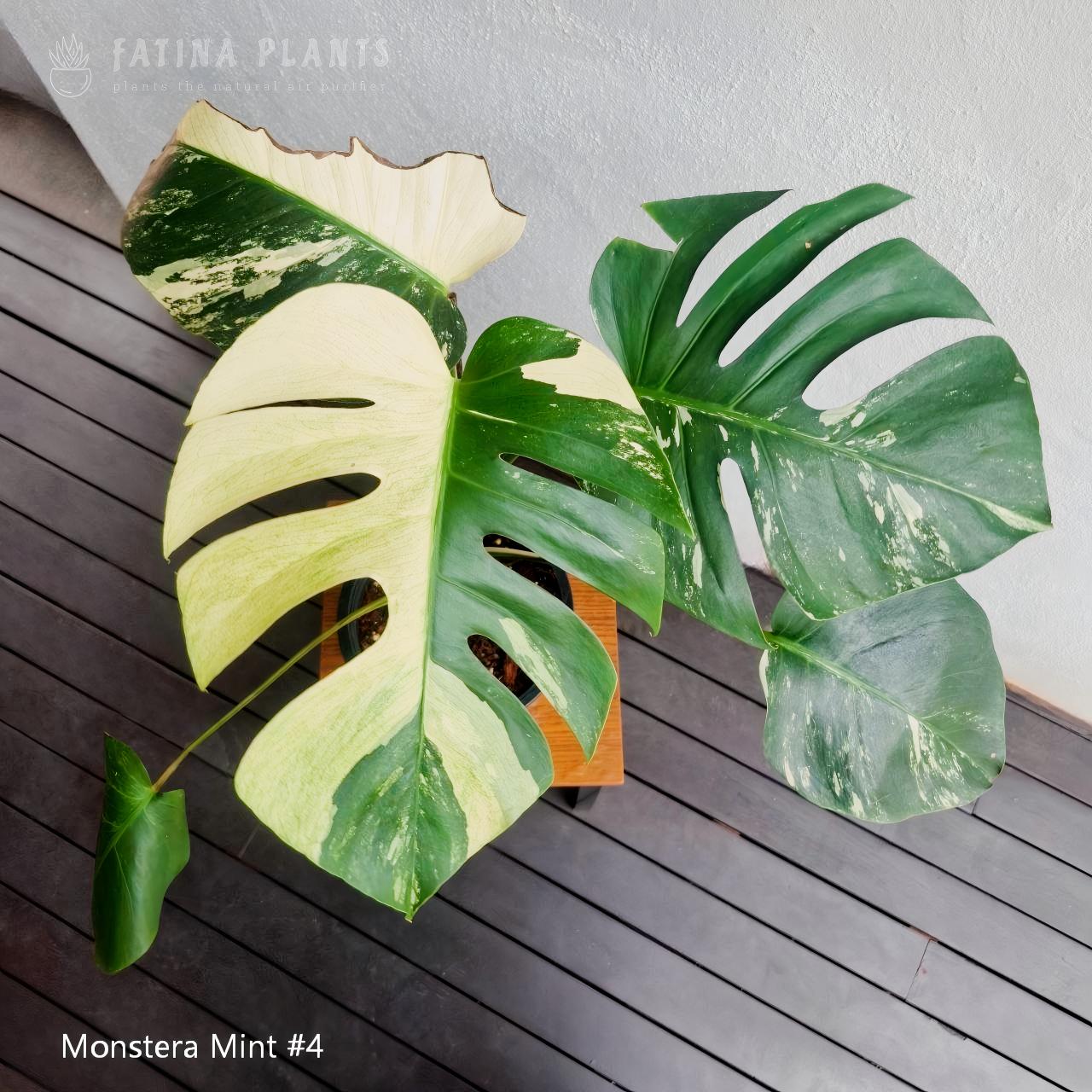 Monstera Mint #4 - Image 5