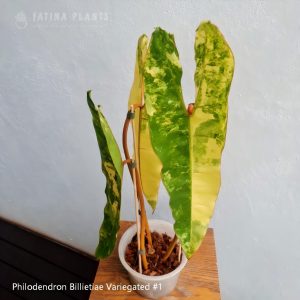 Philodendron Billietiae Variegated #1