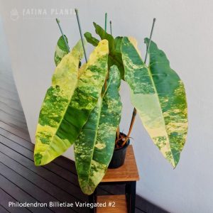 Philodendron Billietiae Variegated #2