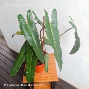 Philodendron Black Billietiae #1