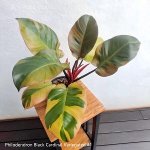 Philodendron Black Cardinal Variegated #1