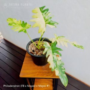 Philodendron (Florida Beauty x Mayoi) x Mayoi #1