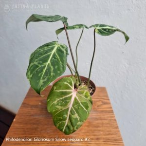 Philodendron Gloriosum Snow Leopard #2