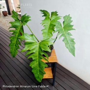 Philodendron Minarum Lime Fiddle #1
