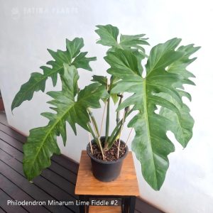 Philodendron Minarum Lime Fiddle #2