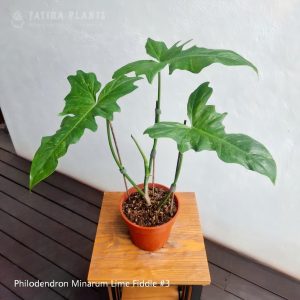Philodendron Minarum Lime Fiddle #3