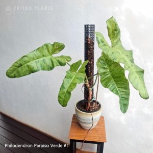 Philodendron Paraiso Verde #1