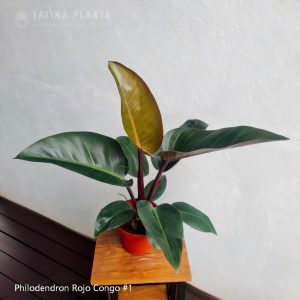 Philodendron Rojo Congo #1
